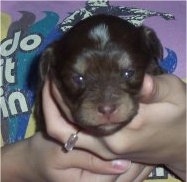 Oreo the Chi-Poo Puppy is being held against the chest of a person