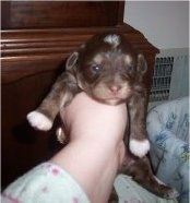 Oreo the Chi-Poo Puppy is being held in the air by a person. There is a dresser and a basket in the background