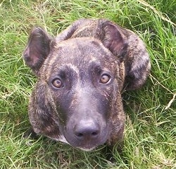 Top down view of a black brindle with tan and white Cimarron Uruguayo dog that is sitting in grass and looking up. The dog's ears are cropped.