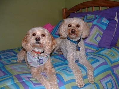 Mocha and Scooby the Cockapoos are laying up on a human's bed next to each other. Mocha has on a baby blue bandana