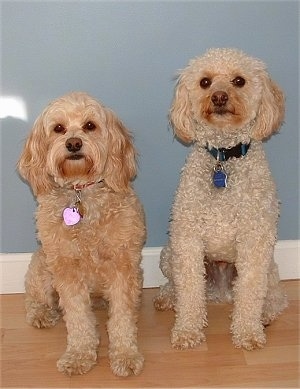 Mocha and Scooby the Cockapoos are sitting on a hardwood floor in front of an egg blue wall