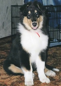 Luke the black, tan and white tricolor Rough Collie puppy is sitting on a carpet and there is a dog crate behind it