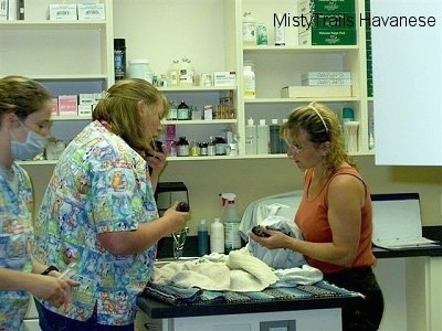 Two nurses and a lady breeder are standing around an island in an office and they are cleaning newborn puppies with towels.