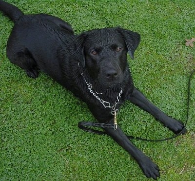 A Wet Cyrus the black Lab is laying in a green lawn