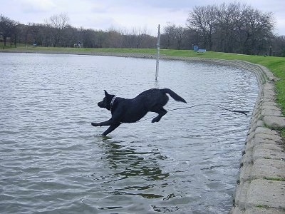 Cyrus the Black Lab is running into a small body of water