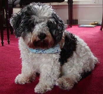 Calvin the black and white Daisy Dog is sitting on a red carpet. Calvin is wearing a blue bandana