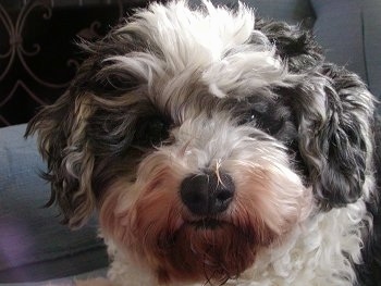 Close Up head shot - Calvin the Daisy Dog