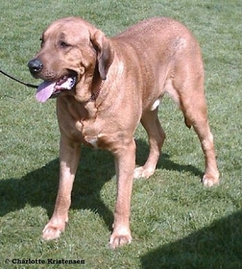 Dani the Danish Broholmer is standing in a field. Its mouth is open and its tongue is out