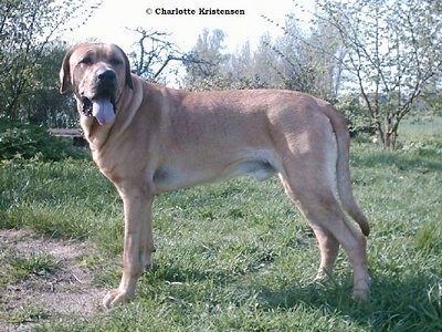 Left Profile - Elmedals Kvaser the Danish Broholmer is standing outside in a field. His mouth is open and his tongue is out