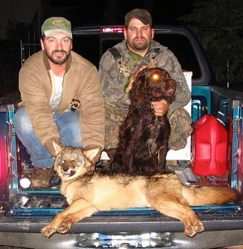 Kaiser the Deutscher Wachtelhund dog is sitting in the bed of a pick-up truck with two men wearing huntin gear with a dead coyote in front of them. There is a red gas can on the right side of the truck.