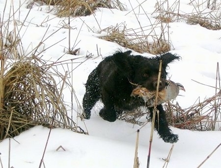 Kaiser the Deutscher Wachtelhund is running through a snowy field with a dead animal in its mouth
