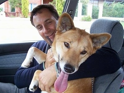 Close Up - Lindy the Dingo is sitting in the lap of a man on the Drivers side of a car. Lindys tongue is hanging out