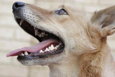 Close Up - Lindy the Dingo is sitting in front of a building looking up with her mouth open and tongue out with her teeth showing