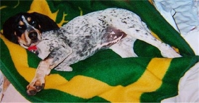 Bluetick Coonhound dog laying on a john deere blanket 