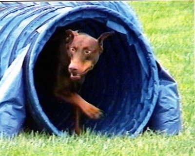 Action shot - Ruby OA, NAJ, CGC the brown and tan Doberman Pinscher is coming out of a blue obstacle tube. 