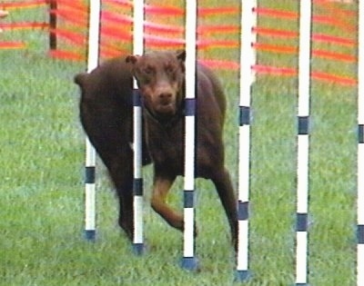 Action shot - Ruby OA, NAJ, CGC the brown and tan Doberman Pinscher is weaving through a series of poles