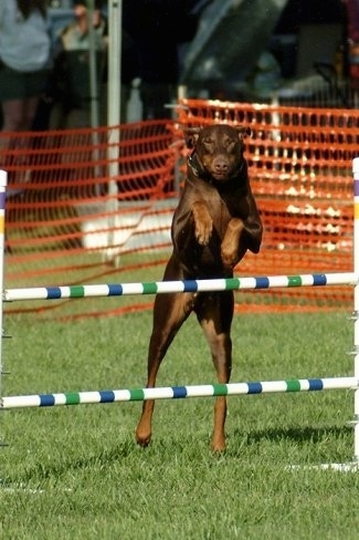 Action shot - Ruby OA, NAJ, CGC the brown and tan Doberman Pinscher is jumping over two bar obstacles