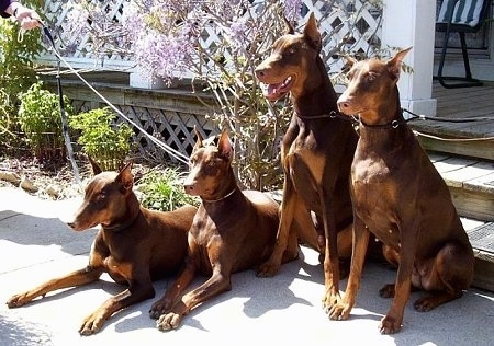 Four Dobermans are lined up, Chili and Sadie the Doberman Pinschers are laying down next to Tails and Ruby who are sitting in front of a porch