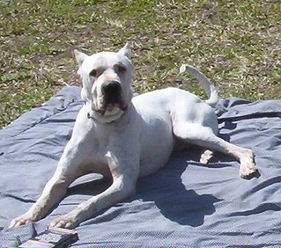 Dogo Argentino Rescue. Dogo Argentino (Argentinian