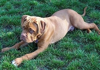 A wrinkly faced, tan Dogue de Bordeaux dog is laying outside in grass and it is looking to the left.