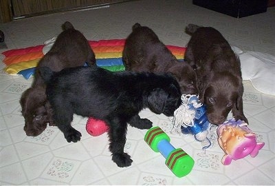 There are four Doodleman Pinscher Puppies that are playing with toys all over a white tiled floor