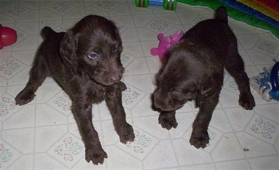 Two Doodleman Pinscher Puppies are standing on a white tiled floor. There are lots of toys behind them