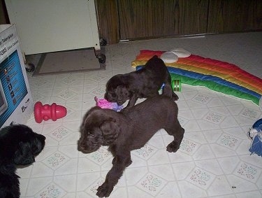 Two Doodleman Pinscher puppies are walking towards a third puppy. They are on a white tiled floor and there are toys around them.