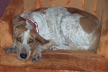 Lady the tan and white ticked English Coonhound is laying in an orange arm chair