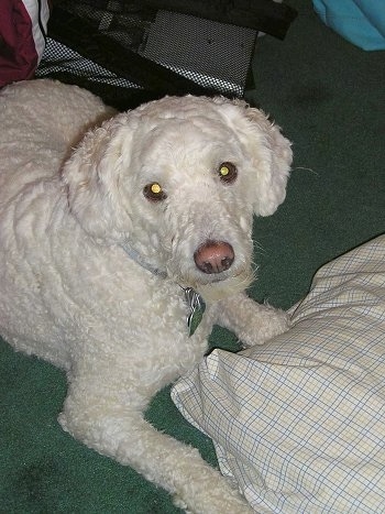 Buddie Lee the curly white Eskapoo is laying on a carpet. There is a pillow in front of him and a couple backpacks behind him