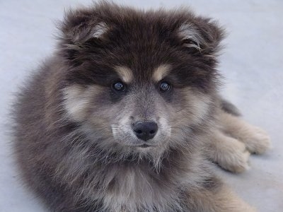 http://www.dogbreedinfo.com/images12/FinnishLapphundJaska12weeks.JPG