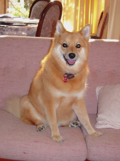 A golden Finnish Spitz dog is sitting on a pink couch. Its mouth is open and its tongue is out