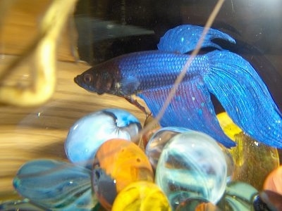 A blue Siamese fighting fish is in a fish bowl swimming over top of a bunch of marbles