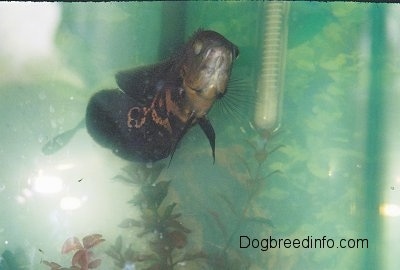 A black and orange tiger oscar is swimming over top of the water plants