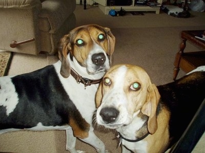 A tricolor white, black and tan American Foxhound is standing behind a white, tan and black Treeing Walker Coonhound in front of a coffee table with a recliner behind them