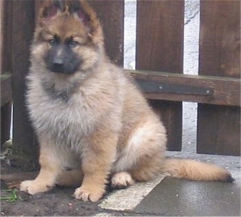 German Shepherd Puppies on Lupo  A Long Haired German Shepherd Puppy At 12 Weeks Old  His Mother