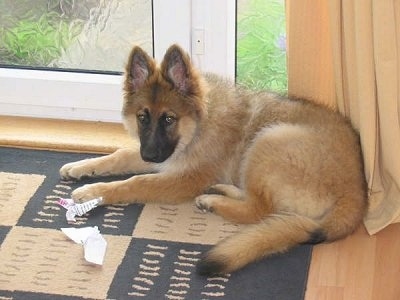 Lupo, the long haired German Shepherd puppy at 18 weeks