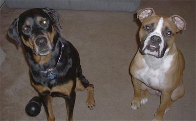 Cyrus a 2 year old Valley Bulldog weighing in at about 70 pounds and Matrix his Rottweiler mix sister sitting side-by side on a tan carpet.