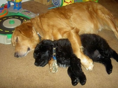 golden retriever mixed with pitbull. Golden+retriever+boxer+