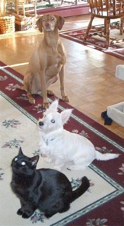 Two dogs and one cat - A tan Vizsla is sitting on a large throw rug behind a little white Westie dog who is sitting behind a black cat. They are all looking up and to the left