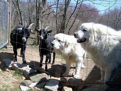 Two Great Pyrenees are standing in front of a fence next to two black goats.