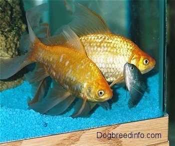 Two large orange gold fish and one blue kissing fish are wading at the front of a glass aquarium. The tank has blue gravel and a tan rock with algea on it.