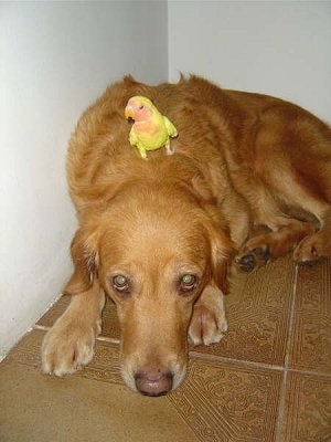 golden retriever mixed with chow. golden retriever mix chow