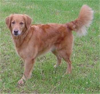 http://www.dogbreedinfo.com/images12/GoldenRetrieverWitchChristina13.jpg