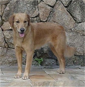 Witch Christina the Golden Retriever is standing in front of a stone wall with its mouth open and tongue out