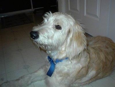 Close Up - A cream and tan Goldendoodle Puppy is laying on a floor in front of a door