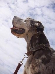 View from down low looking up - A merle great dane is sitting on a beach and looking up to the sky. Its mouth is open and tongue is out