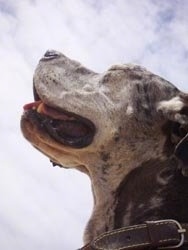 View from down low looking up - A gray and black merle Great Dane is looking up towards the sky. Its mouth is open and tongue is out