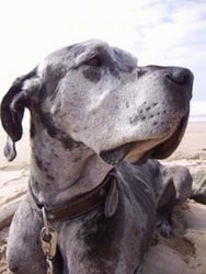 Close Up view from below looking up at the dog's head - A gray and black merle Great Dane is laying on a beach and looking to the left