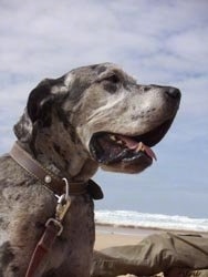 View from down low looking up - A gray and black merle Great Dane is laying on a beach. Its mouth is open and tongue is out. There is a persons leg behind it