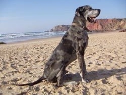 A gray and black merle Great Dane is sitting in sand at a beach with water and a rock wall in the distance. Its mouth is open and its tongue is out